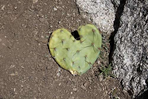 Heart shaped cactus...