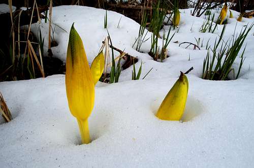 Cabbage in the snow