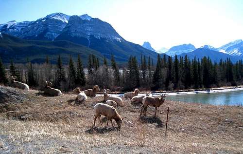 canadian Rockies' wildlife