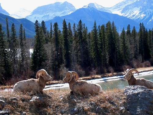 Canadian Rockies' wildlife