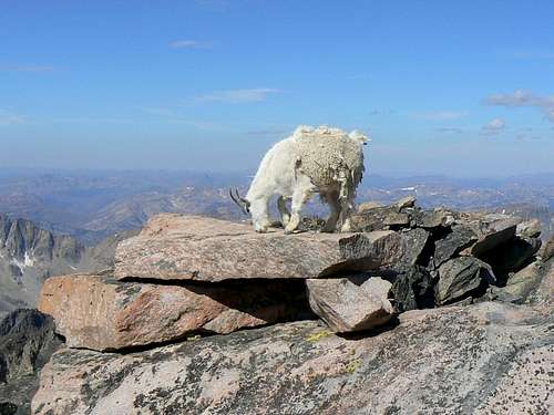 granite goat