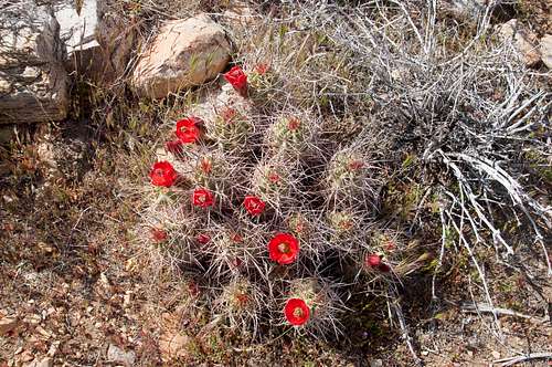 Blooming Claret Cup Cactus