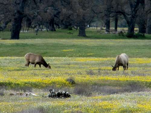 Tule Elk in San Antonio Valley