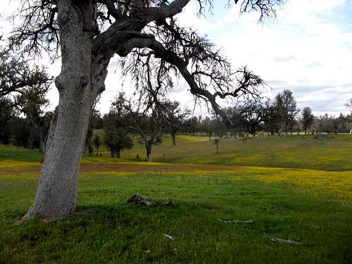 Oaks & Spring Flowers, San Antonio Valley