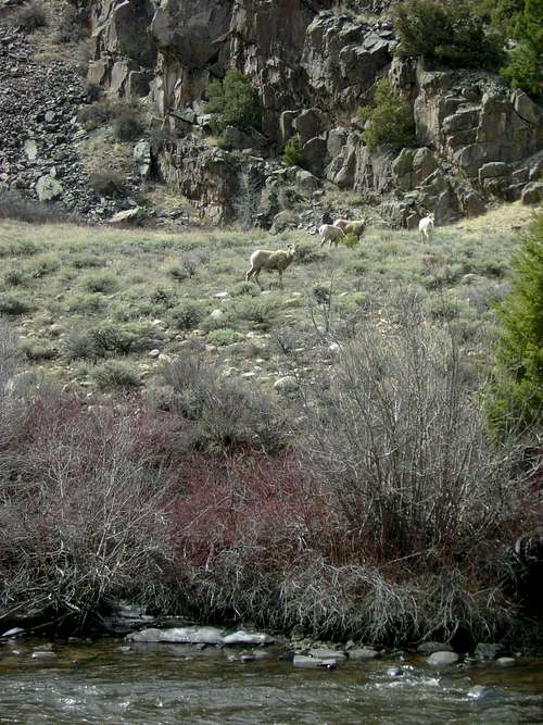 Bighorn Sheep (I think)