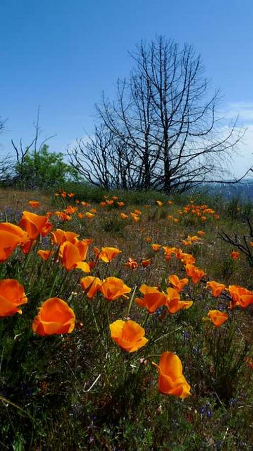 Poppies and burn on the summit of Mt Sizer