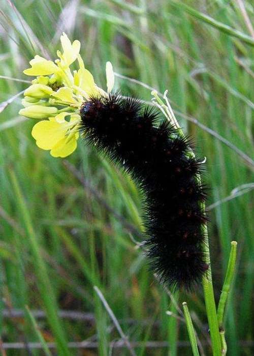 Caterpillar on Mustard Flower
