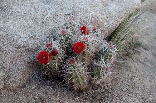 Blooming Claret Cup Cactus