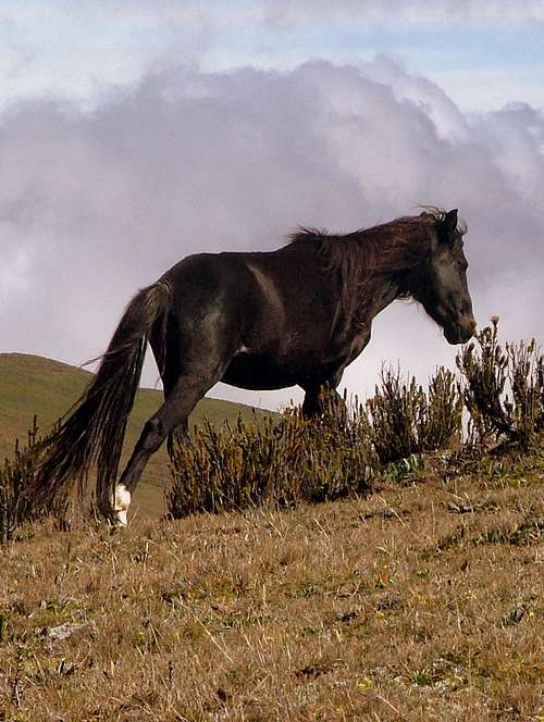 Antisana Wild horse