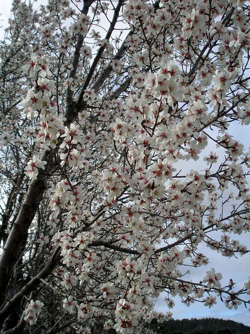 Almond tree in flower