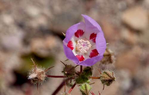 Wildflower Collections - Mojave Desert