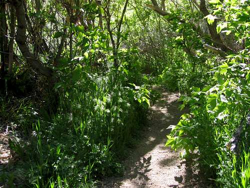 Riparian Trail