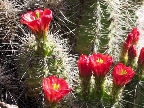 Cactus in Bloom