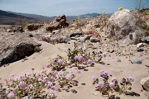 Desert Sand Verbena (<i>Abronia Villosa</i>)
