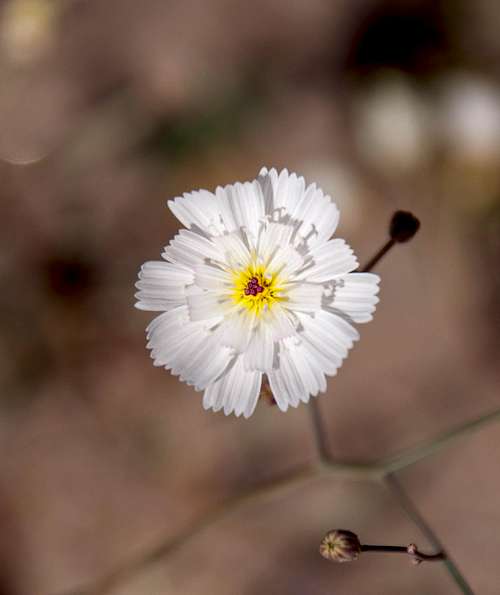 Desert Chicory (<i>Rafinesquia neomexicana</i>)