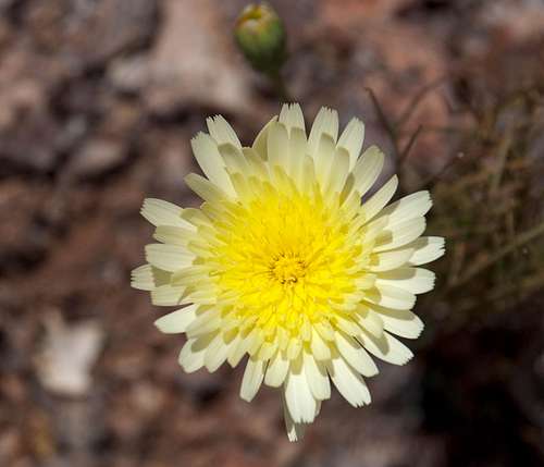 Desert Dandelion (<i>Malocothryx glabrata</i>)