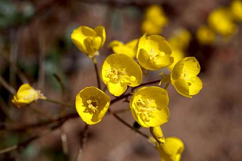 Mojave Sun Cup (<i>Camissonia campestris</i>)