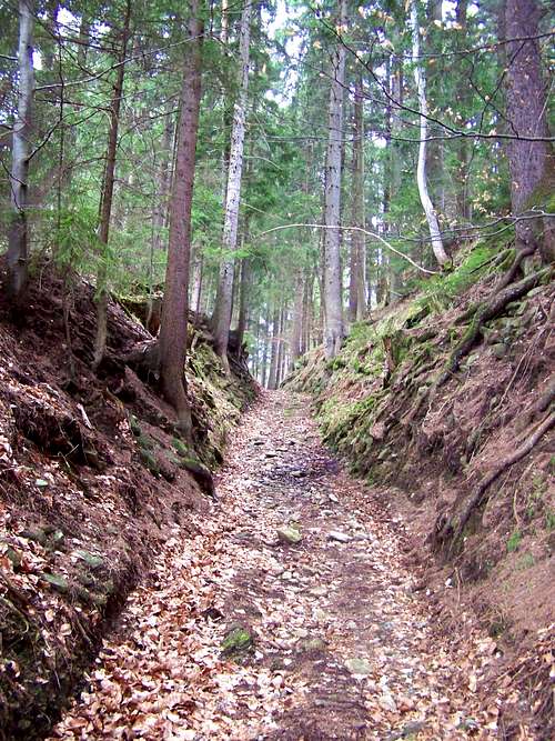 Trail leading from Mislinja to Križevski vrh