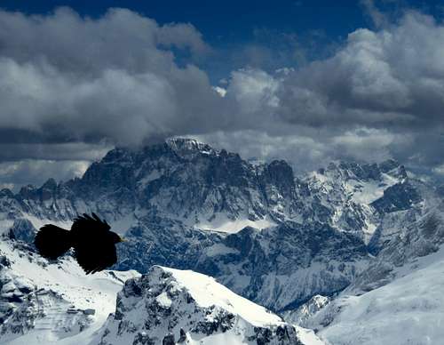 An Alpine Chough & Civetta (3220m)