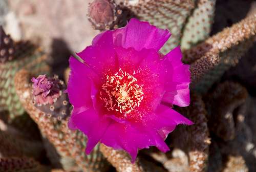 Beavertail Cactus (<i>Opuntia basilaris</i>) 