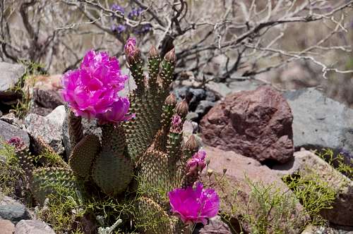 Beavertail Cactus (<i>Opuntia basilaris</i>)