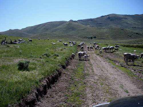 Sheep Tintic Mountains