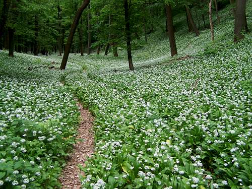 Ramsons in blossom