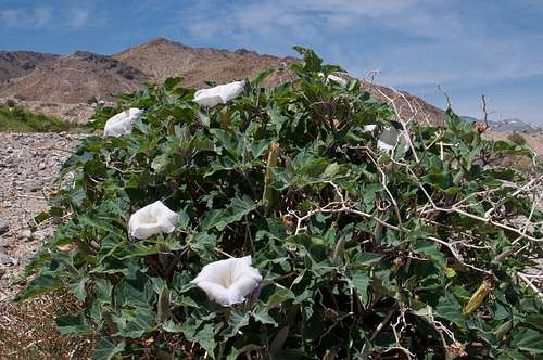Sacred Datura in Panamint Valley
