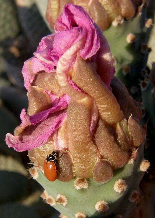 Ladybug on Cactus Bud