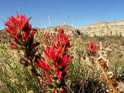 View and Indian Paintbrush