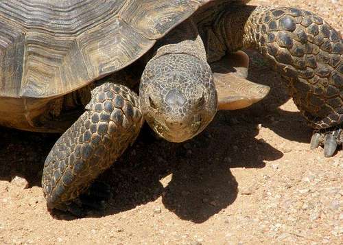 Desert Tortoise III