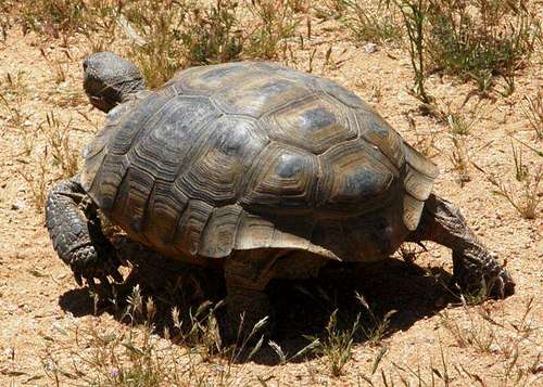 Desert Tortoise IV