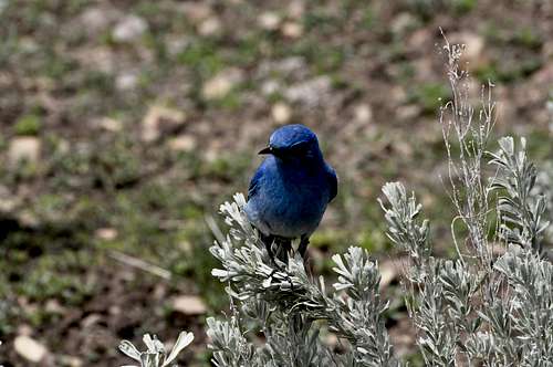 Mountain BlueBird