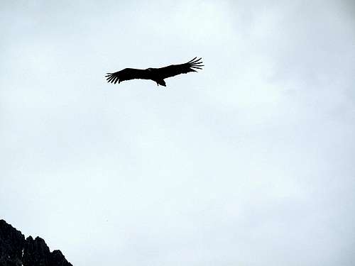A Griffin vulture flying in front of the Tennengebirge