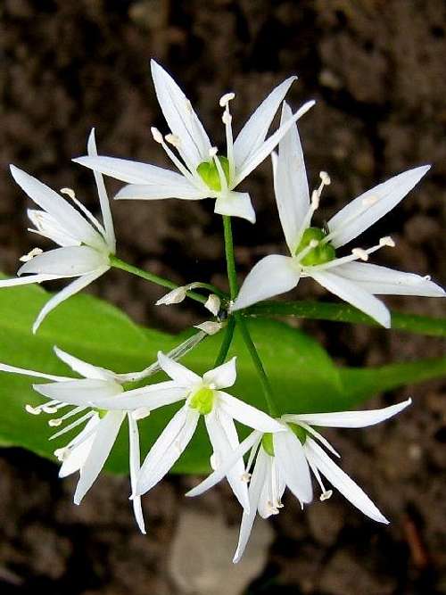 Flowers of Bear Garlic