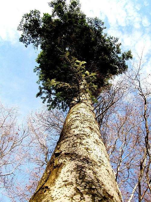 Bark of Fir Tree