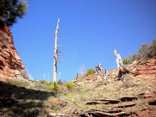 VegeMight Buttress, 5.8 R, 1,100 ft., Red Butte, Zion, UT