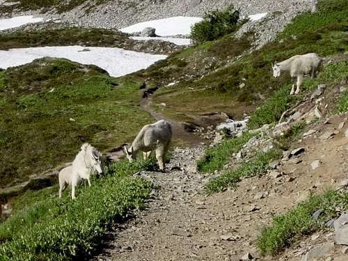 Family of mountain goats on...