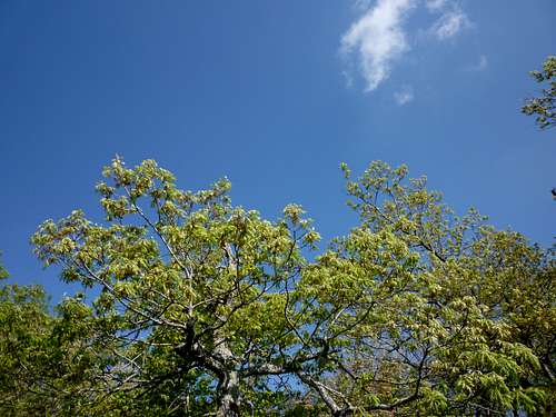 Blue sky and spring trees