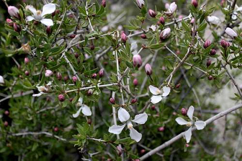 Blooming shrub