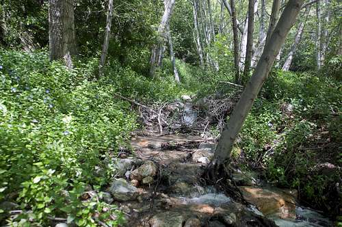 North Fork Barrett Canyon