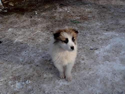 PUPPY FROM THE BARCACIU HUT