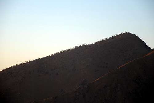 Ridge with trees