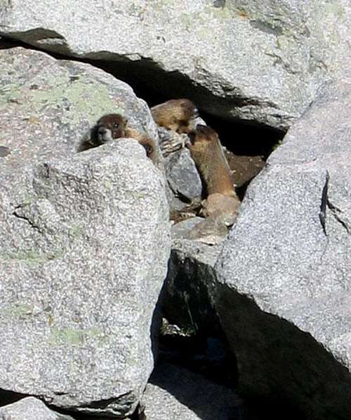 Young marmots at play while a...