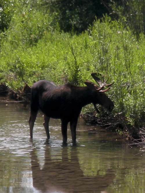 Moose in Snake River