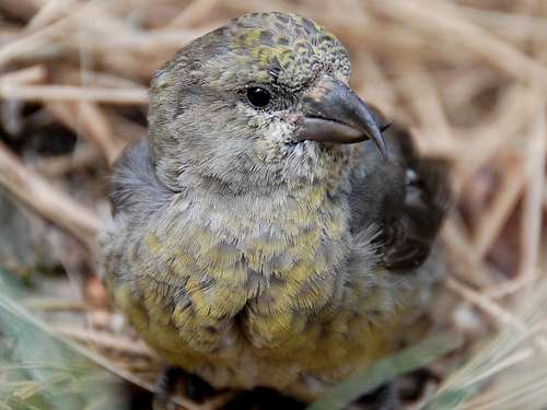 CrossBill