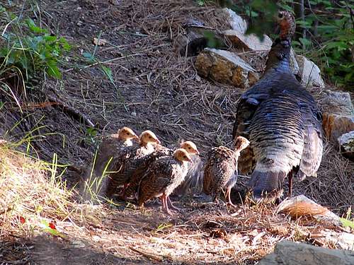 Turkey Babies