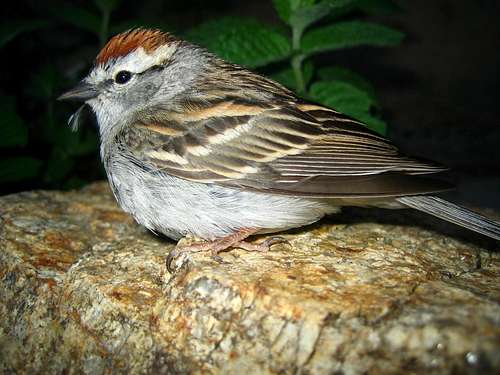 Chipping Sparrow