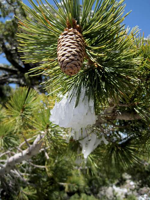 Rime and Pine Cone