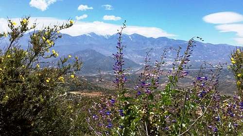 Wildflowers & San Gabriel Mountains
